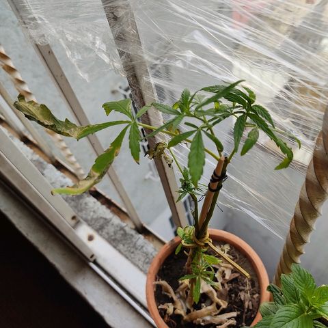 Maria Joaquina growlog photo: Regado y nutrientes