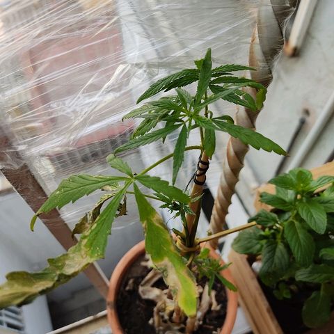 Maria Joaquina growlog photo: Regado y nutrientes