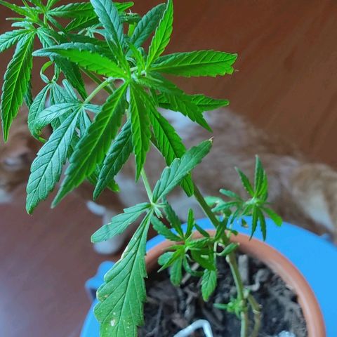 Maria Joaquina growlog timeline photo