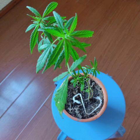 Maria Joaquina growlog timeline photo