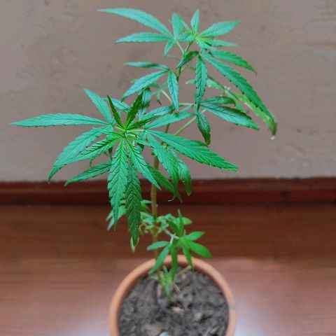 Maria Joaquina growlog photo: Bien guapola
