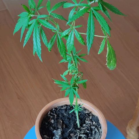 Maria Joaquina growlog photo: Toda línda