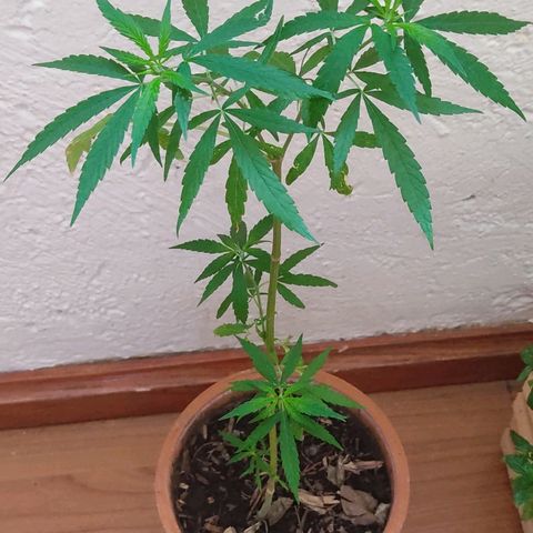 Maria Joaquina growlog photo: Se ve grande y bonita.