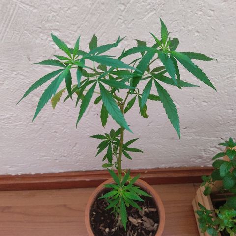 Maria Joaquina growlog photo: Se ve grande y bonita.