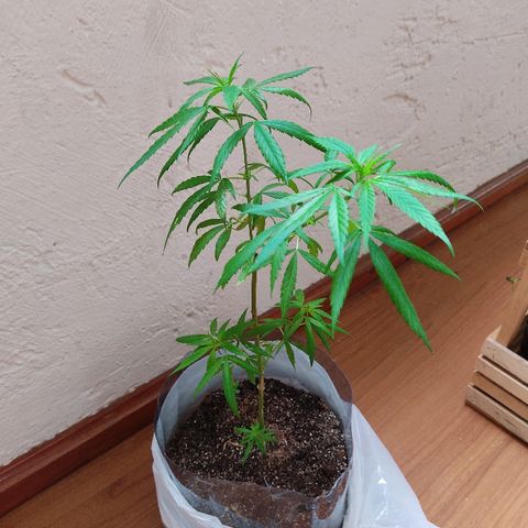 Maria Joaquina growlog photo: Regado y fotos de seguimiento