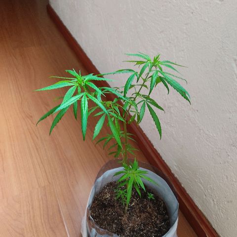 Maria Joaquina growlog photo: Regado y fotos de seguimiento