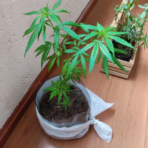 Maria Joaquina growlog photo: Regado y fotos de seguimiento