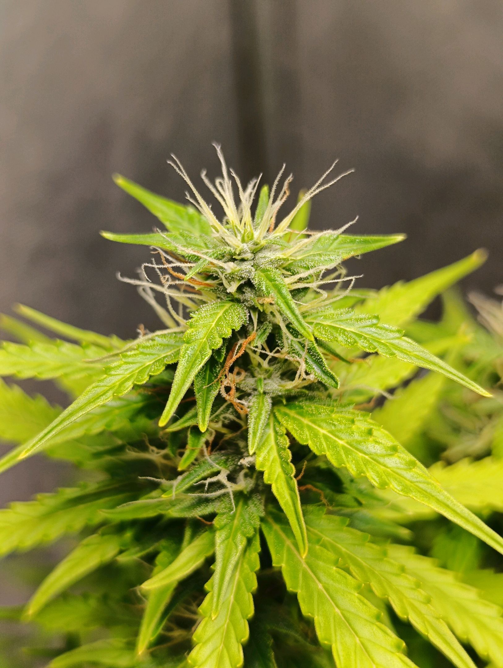 Aleatória auto ( dentista seeds) growlog header