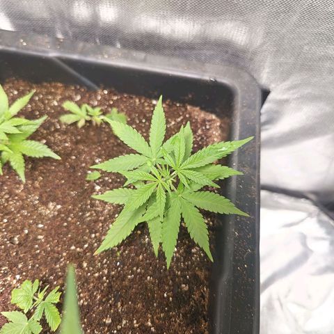 Old red sour clone #1 growlog timeline photo