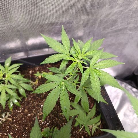 Old red sour clone #1 growlog timeline photo