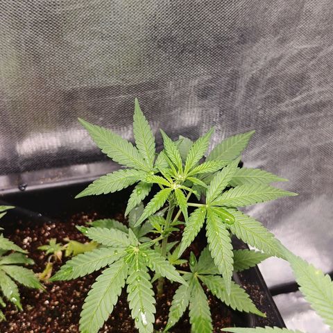 Old red sour clone #1 growlog timeline photo