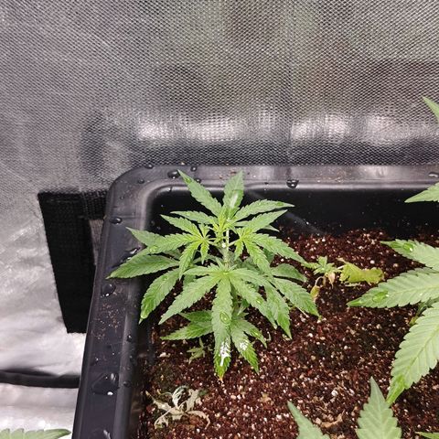 Old red sour clone#2 growlog timeline photo