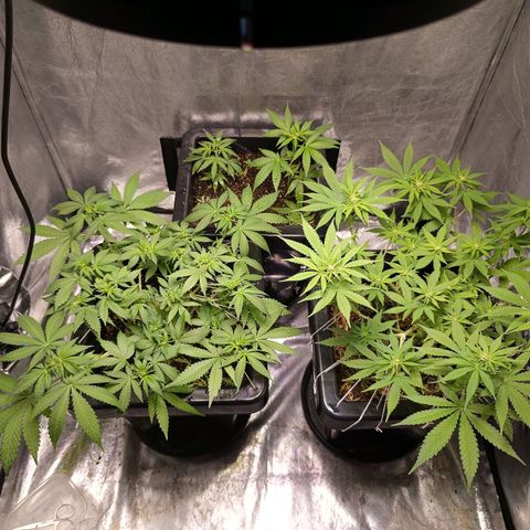 Old red sour clone #1 growlog timeline photo