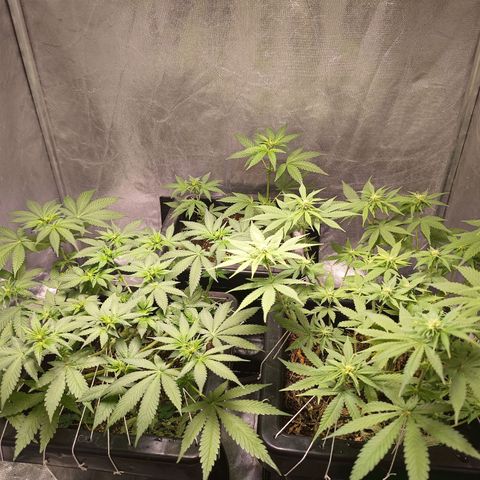 Old red sour clone #1 growlog timeline photo