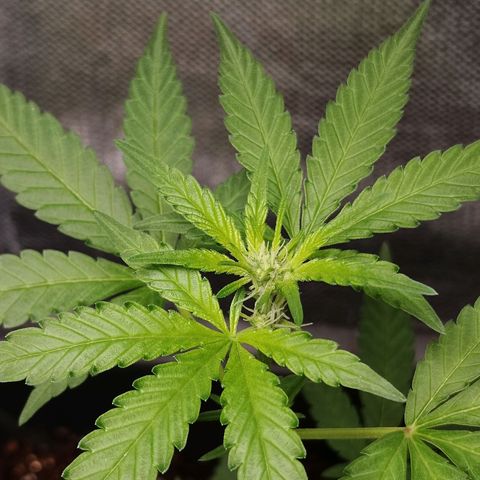 Old red sour clone#2 growlog timeline photo