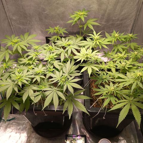 Old red sour clone #1 growlog timeline photo