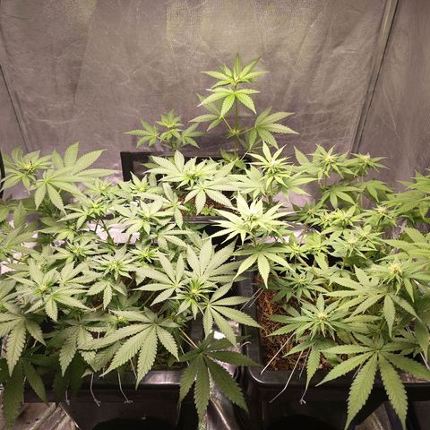 Old red sour clone #1 growlog timeline photo
