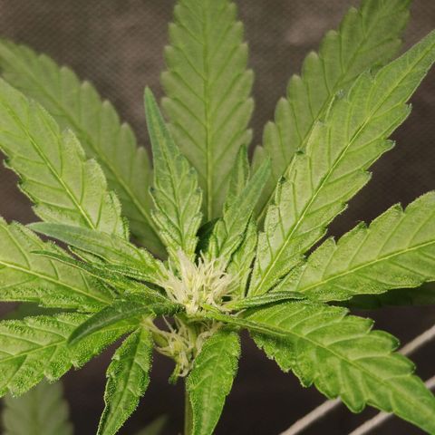 Old red sour clone #1 growlog timeline photo