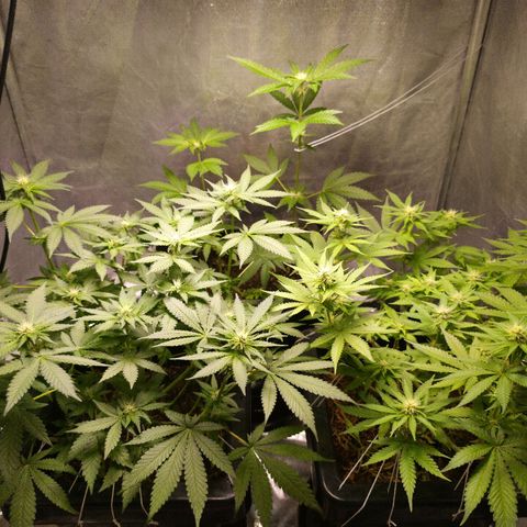Old red sour clone #1 growlog timeline photo