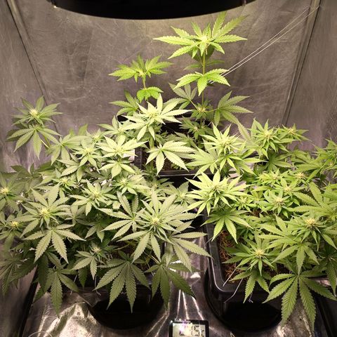 Old red sour clone #1 growlog timeline photo