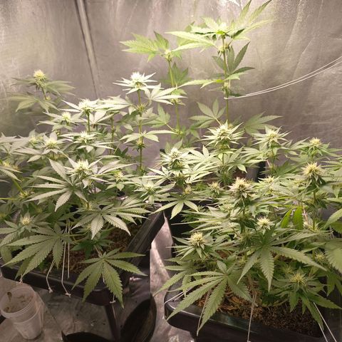 Old red sour clone #1 growlog timeline photo