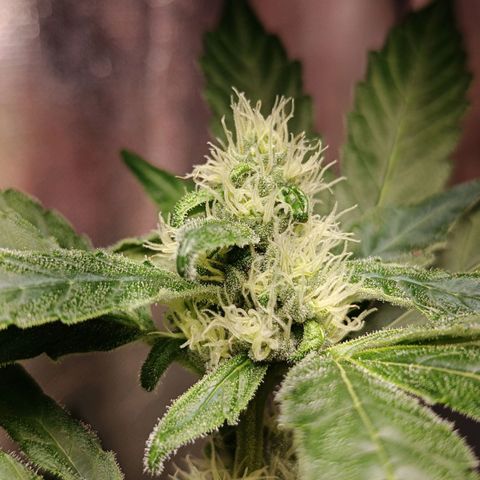 Old red sour clone #1 growlog timeline photo