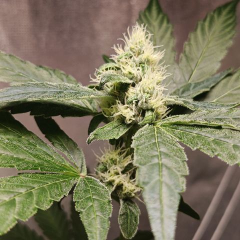 Old red sour clone #1 growlog timeline photo