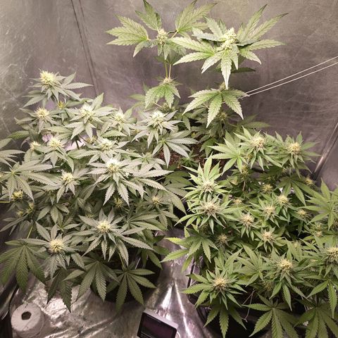 Old red sour clone #1 growlog timeline photo