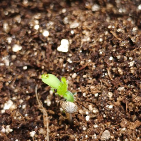 Aleatória auto ( dentista seeds) growlog photo