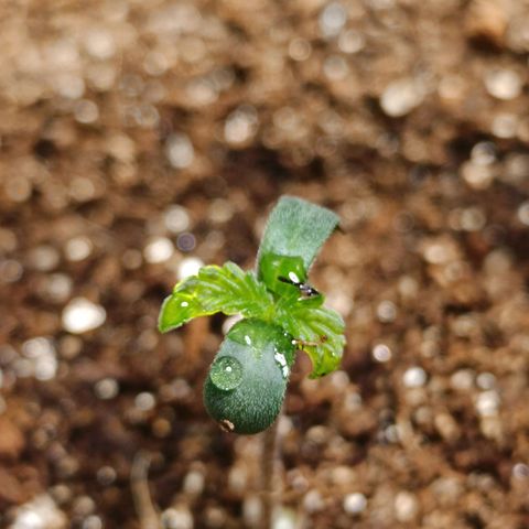 Aleatória auto ( dentista seeds) growlog photo
