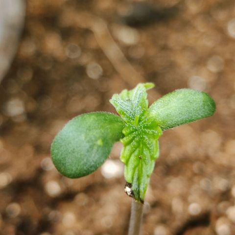 Bruce banner auto growlog timeline photo