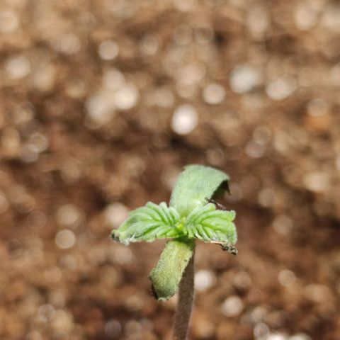 Aleatória auto ( dentista seeds) growlog photo