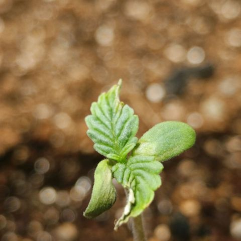 Bruce banner auto growlog timeline photo