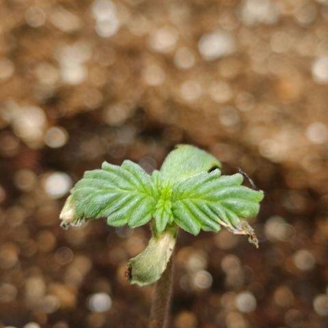 Aleatória auto ( dentista seeds) growlog photo