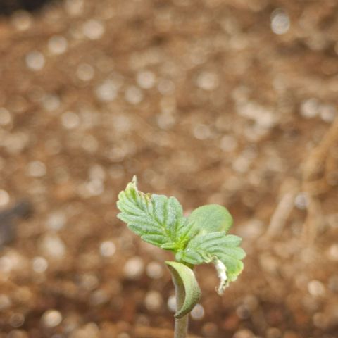Bruce banner auto growlog photo: A noite