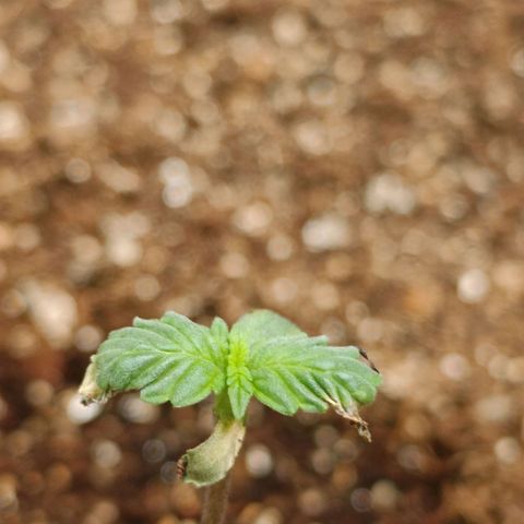 Aleatória auto ( dentista seeds) growlog photo
