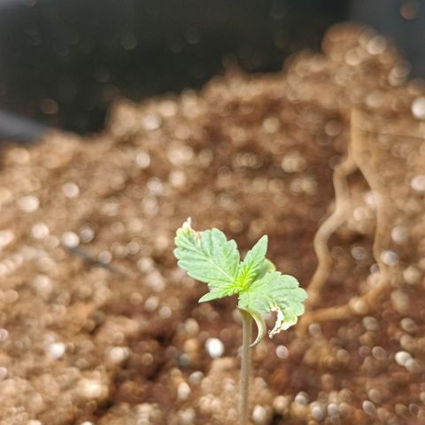 Bruce banner auto growlog timeline photo