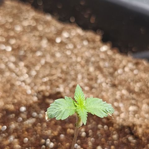Aleatória auto ( dentista seeds) growlog timeline photo