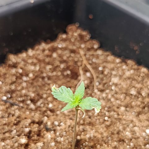Bruce banner auto growlog timeline photo