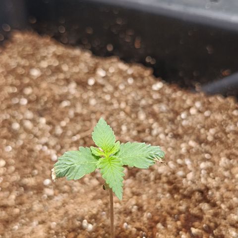 Aleatória auto ( dentista seeds) growlog timeline photo