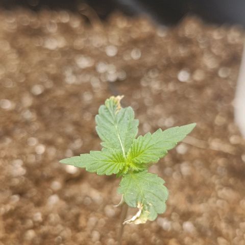 Bruce banner auto growlog timeline photo