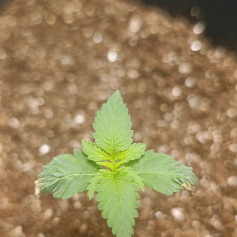 Aleatória auto ( dentista seeds) growlog timeline photo