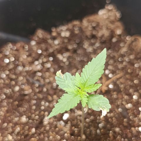 Bruce banner auto growlog timeline photo