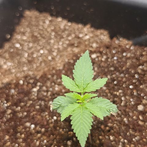 Aleatória auto ( dentista seeds) growlog timeline photo