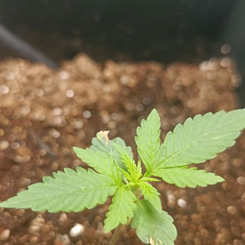 Bruce banner auto growlog timeline photo