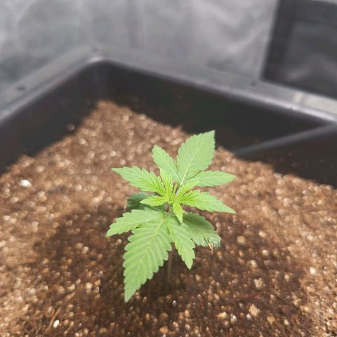 Aleatória auto ( dentista seeds) growlog timeline photo