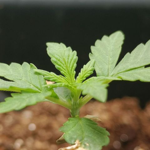 Bruce banner auto growlog timeline photo