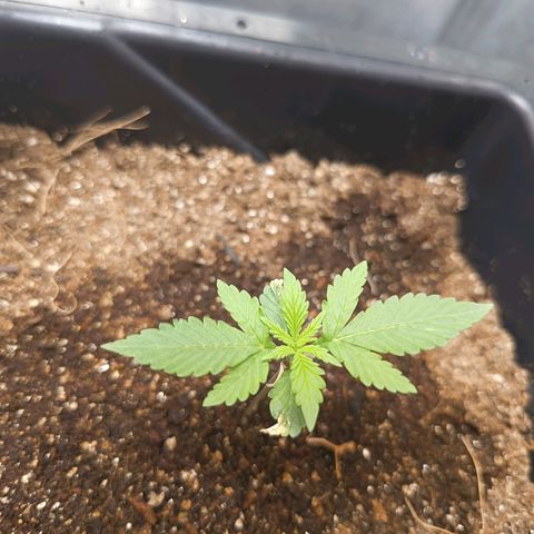 Bruce banner auto growlog timeline photo
