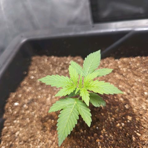 Aleatória auto ( dentista seeds) growlog timeline photo