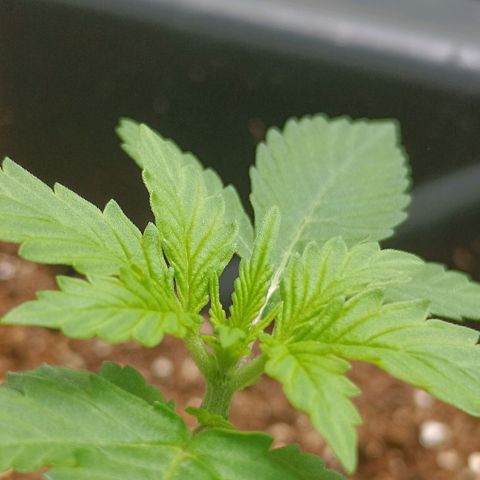 Aleatória auto ( dentista seeds) growlog timeline photo
